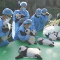 Paviešintas jaukiai nuteikiantis pandų jauniklių vaizdo įrašas