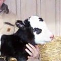 JAV gimė retas „veršiukas panda“