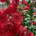 Retos nuostabaus kvapo senovinės rožės: ar sudėtinga tokias auginti