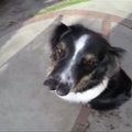 Kalifornijoje nuo užmigdymo išgelbėtas šuo su dviem nosimis
