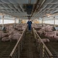 Didžiausias kiaulienos gamintojas pribrendo neišvengiamam pokyčiui