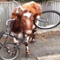 Smalsi karvė užstrigo dviratyje