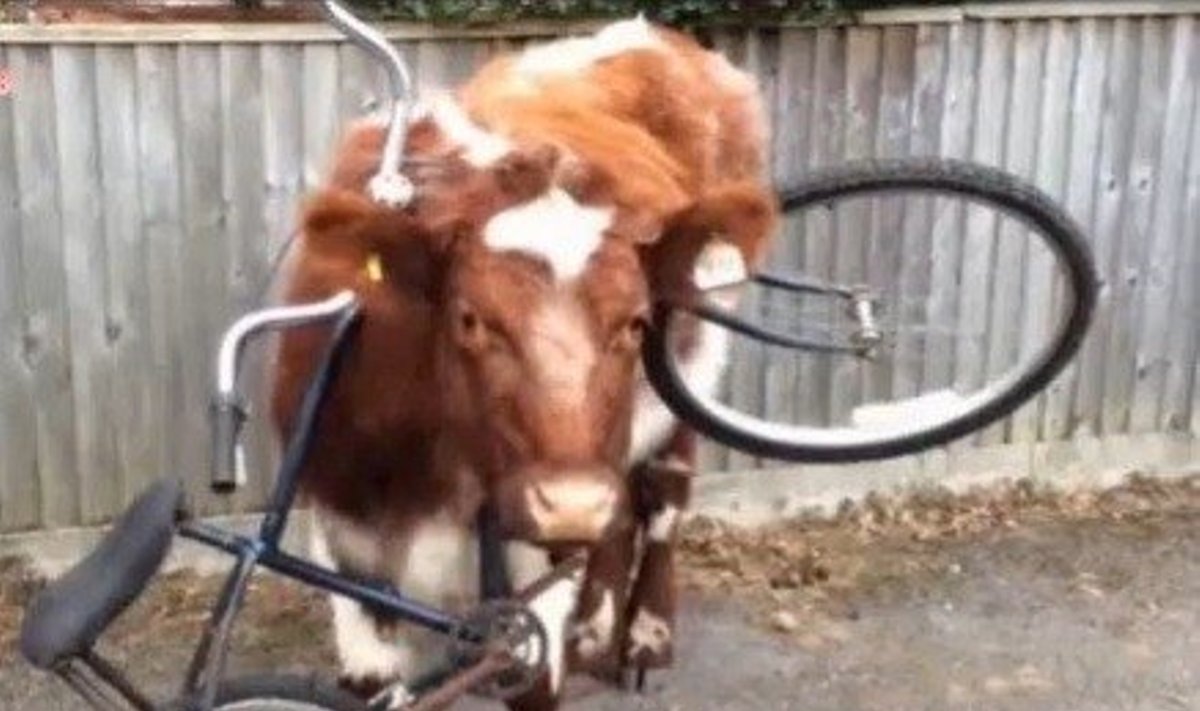 Karvė įstrigo dviratyje