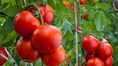 Kelias sveikesnio maisto link: ar pomidoras gali pakeisti cukrų?