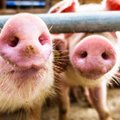 Kokio dydžio parama siūloma smulkiems kiaulių augintojams