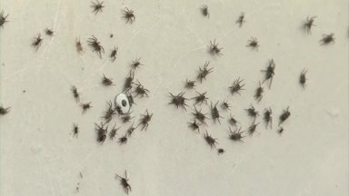 Tūkstančiai vorų ir jų voratinkliai nuklojo laukus Australijoje