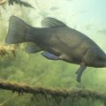 5 faktai apie lietuviškas žuvis, kurie privers į jas pažvelgti kitaip