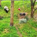 „Slaptas pandų gyvenimas“ (56 serija): kova dėl gardžiųjų bambukų ūglių