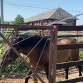 Žemaitukai – kuo ypatingi šie žirgai
