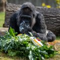 Seniausia pasaulyje gorila atšventė gimtadienį: sukako solidus amžius