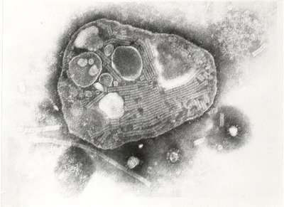 Galvijų maro virusas