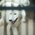Gyvenimas per karščius Lietuvos zoologijos sode: sunkiausia – arktiniam vilkui