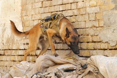 Minų ieškantis šuo / JAV kariuomenės nuotr.