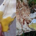 Dzūkijoje pridygo miškų krabu vadinamų grybų