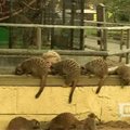 Londono zoologijos sode lankytojams pasirodė surikatos mažyliai