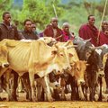 Kaip lietuvaitės Tanzanijoje karves pirko