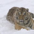 Sibiro tigrams – interaktyvi lieknėjimo programa su bepiločiais