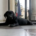 Prancūzijos prezidentas Kalėdoms gavo labradorų veislės šuniuką