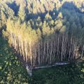 Neoficiali miškų plotų statistika: dingsta tūkstančiai hektarų