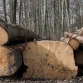 Žalieji sukilo: ruošiamasi iškirsti vertingiausius Lietuvos miškus