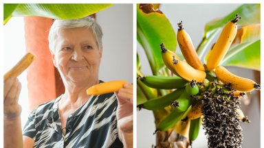 Marytė savo namuose užaugino bananmedį: pusę metų laukiau, kol prinoks