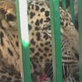 Šiaurės Indijoje išgelbėtas tvoroje įstrigęs leopardas