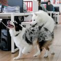 Biuro neįsivaizduoja be šunų: štai taip atrodo vilniečių darbo diena