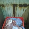 Sustabdyta parduotuvės ir nelegali mėsos perdirbimo veikla