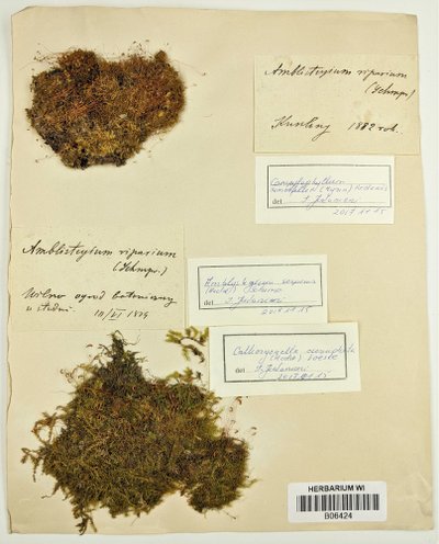 Retos samanų rūšys Catoscopium nigritum ir Racomitrium macrocarpon Baltarusijoje iki šiol žinomos tik pagal K. Szafnagelio duomenis