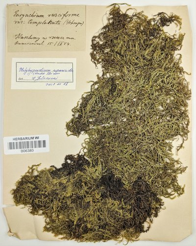 Šiurkščialapės ežerės (Platyhypnidium riparioides) herbariumo pavyzdys, surinktas K. Szafnagelio gimtosiose Kušlėnų apylinkėse