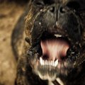 Trakų r. šuo užpuolė ir įkando į iškvietimą atvykusiai pareigūnei: agresyvų gyvūną policininkės kolega nušovė