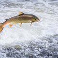 Pašalinus patvanką Dubysos upėje atvertas kelias migruojančioms lašišinėms žuvims
