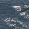 Sidnėjaus gyventojai grožisi migruojančiais banginiais