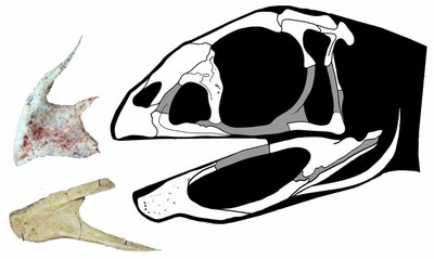 Nauja rūšis — pavadinta Berthasaura leopoldinae — turi snapą primenančią burną be dantų. Museu Nacional Brasil/Alves de Souza et al, Nature/Maurilio Oliveira iliustr.