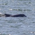 Neįtikėtina: Baltijos jūroje prie Klaipėdos šėlsta delfinai
