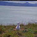 Naujojoje Zelandijoje kūliais virtęs albatrosas tapo „Youtube“ žvaigžde