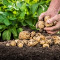 Šviežios lietuviškos bulvės jau ant prekystalio – kiek jos brango