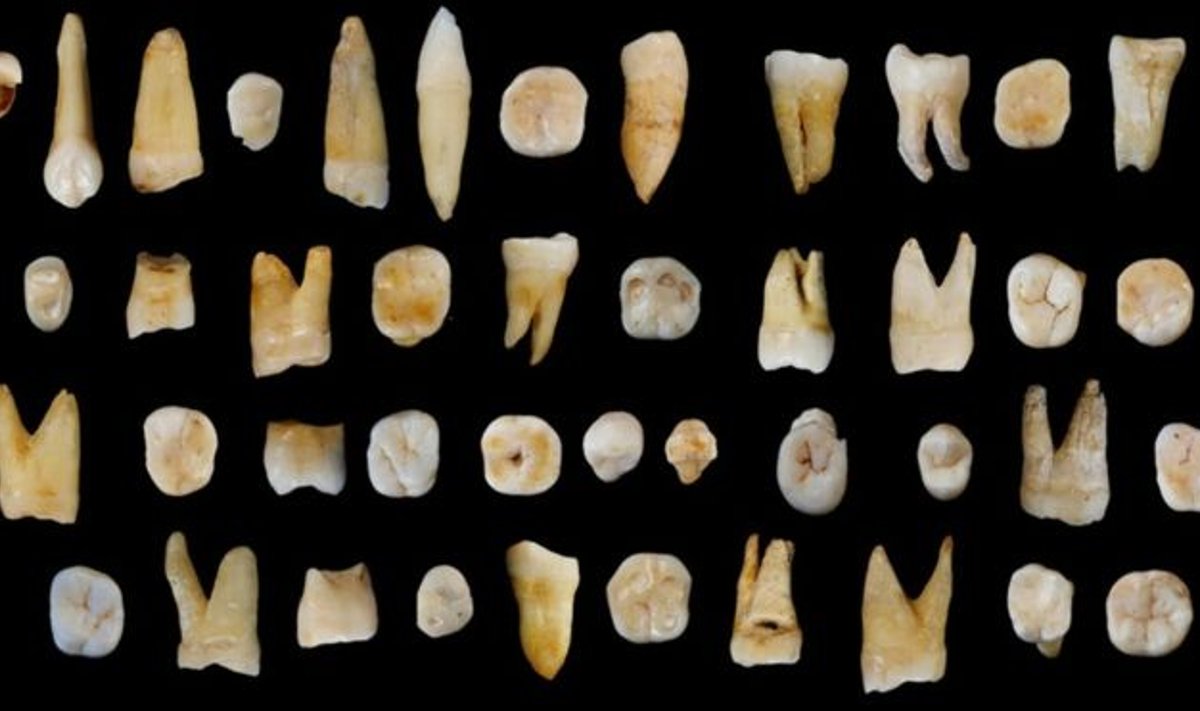 47 žmonių dantys, rasti Dao provincijos oloje (S. Xing, S-J. Wu nuotr.)