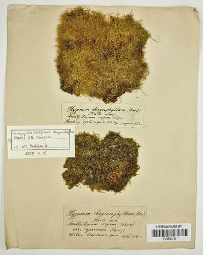 Retos samanų rūšys Catoscopium nigritum ir Racomitrium macrocarpon Baltarusijoje iki šiol žinomos tik pagal K. Szafnagelio duomenis