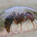 Rudosios skruzdėlės suformuoja iš savo kūnų vandens nepraleidžiantį plaustą