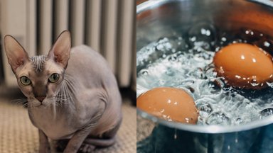 Talentingas katinas Vincentukas padeda šeimininkei gaminti maistą – ruošia net virtus kiaušinius