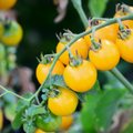 Pomidorams grėsmę keliantis virusas plinta ir per sėklas – iš kurių valstybių jų geriau nesisiųsti