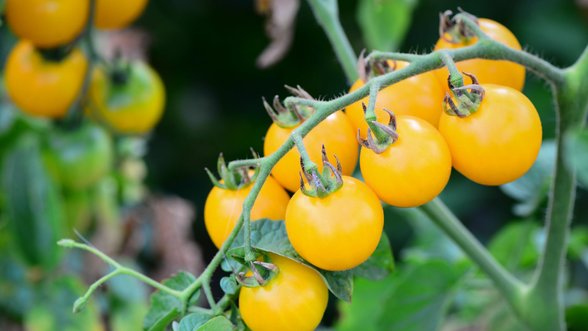 Pomidorams grėsmę keliantis virusas plinta ir per sėklas – iš kurių valstybių jų geriau nesisiųsti