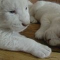 Belgrado zoologijos sodo gyventojų gretas papildė keturi baltojo liūto jaunikliai