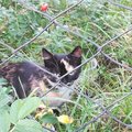 Rastinėnų soduose rastiems dviems kačiukams reikalinga laikina globa