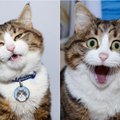 Stebėtinai išraiškingas katinas: pažiūrėkite, kiek emocijų jis moka parodyti