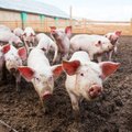 Klaipėdos rajono ūkyje fiksuotas trečias šiemet afrikinio kiaulių maro židinys