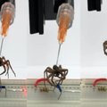Šiurpų eksperimentą su negyvais vorais atlikę inžinieriai panaudojo juos „antram gyvenimui“: nieko panašaus nesate matę