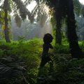 Nerimą kelia palmių plantacijas prižiūrinčių ūkininkų nenoras atsodinti medžius