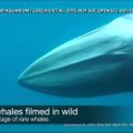 Pirmą kartą istorijoje nufilmuoti Omuros banginiai